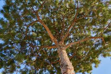 Close-up of a pine tree with relief bark and lush greenery against a clear blue sky.