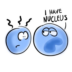 Eukaryotic cell has a nucleus