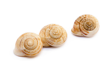  Exotic sea snail isolated on white background