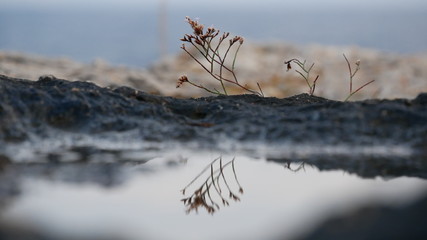 plant reflection