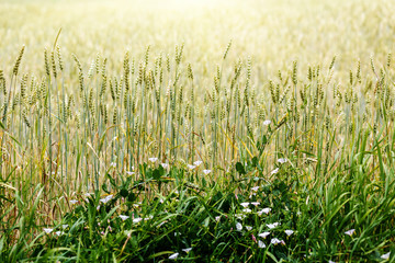 golden spikelets of wheat or rye, close up in sunny day.