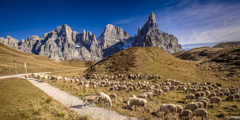 sheep in passo rolle