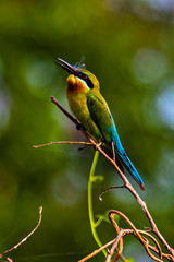 wildlife of bee eater bird