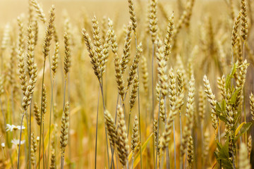 Fototapeta premium golden spikelets of wheat or rye, close up in sunny day.