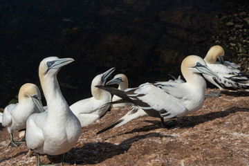 Basstölpel auf der Insel Helgoland