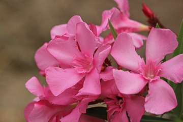 Fototapeta na wymiar Pembe rekli zakkum çiçeği ; Nerium oleander