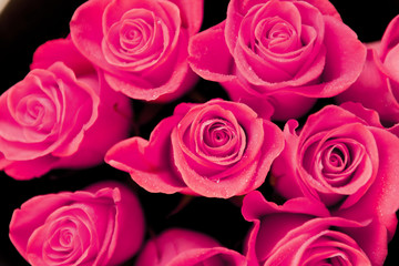 Beautiful red roses