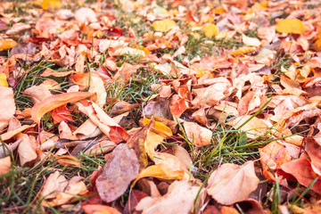 Background from colorful autumn leaves and green grass. Fallen foliage.