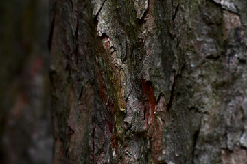 bark of a tree