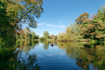 Fototapeta premium England forest 