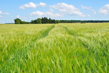 grüne Frühlingslandschaft im Hunsrück in der Nähe von Starkenburg an der Mosel

