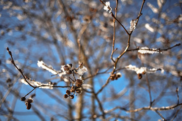 Grey Alder with catkins covered in snow. Saalbach-Hinterglemm, Austria.