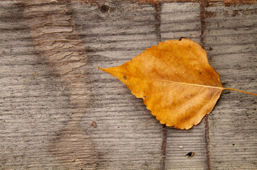 Gold Leaf on Rustic Gray Board