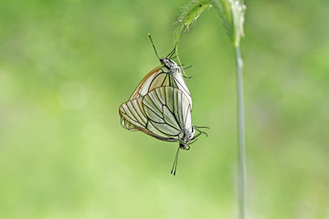 Alıç kelebeği çifti    Aporia crataegi butterfly © mylasa