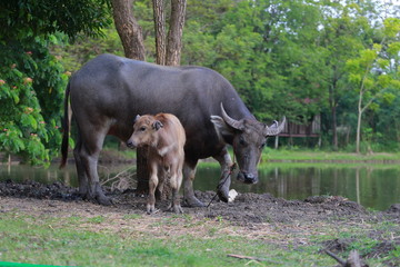 Bufflo at northern of Thailand walking at the field of grass. Buffaloes have been used since centuries by peasants in order to plough their rice fields.