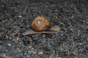 snail