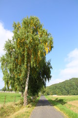 Fototapeta na wymiar Path and a tree landscape in Germany.