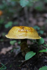 mushroom in woodland 