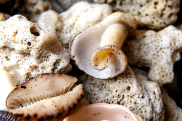 Macro shot of seashells