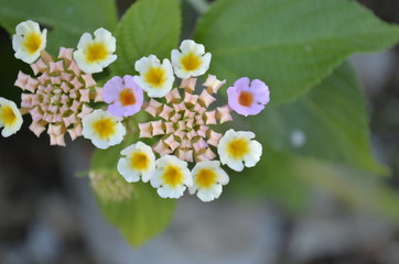 white flowers on green background