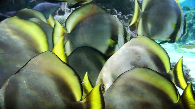 tropical fishes closeup - sunburst butterflyfish