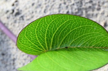 green leaf