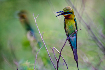 wildlife of bee eater bird