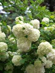 Fleurs blanches du viorne obier boule de neige cultivar (Viburnum opulus Roseum)