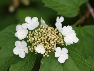 Fleur blanche en ombelles du Viorne obier au printemps ((Viburnum opulus)
