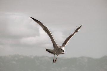 Seagull croatia sea