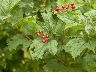 Arbuste viorne obier (Viburnum opulus) avec ses baies rouges