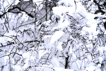 Snow covered branches in winter forest