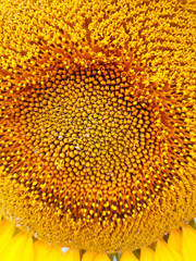 Sunflower close up