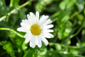 Obraz premium Chamomile among the greenery on a bed in the fall.