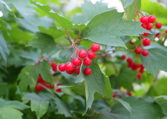 Red berries of viburnum among the green foliage in the fall.