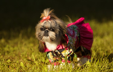 Shih Tzu dog on autumn walk