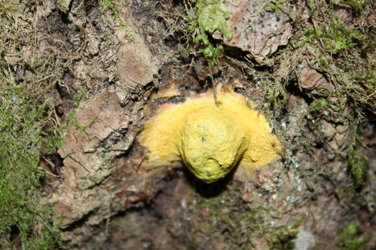 Fuligo leviderma plasmodial slime mold on tree