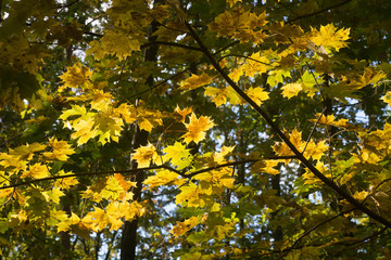 yellow maple leaves on branch