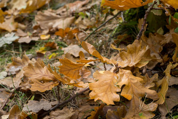fallen oak leaves in forest