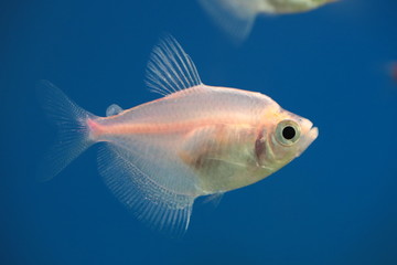 Fototapeta premium tropical fish in an aquarium