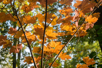 orange  maple leaves on branch