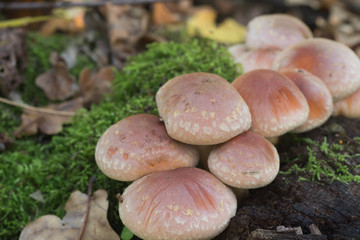 Hypholoma lateritium  brick cap mushrooms