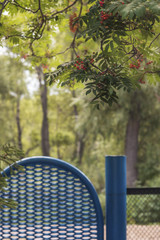 summer, iron gate and hawthorn branch