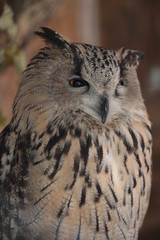 portrait of an owl