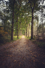 road in the forest