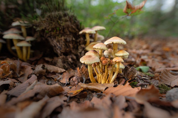 mushrooms in the forest