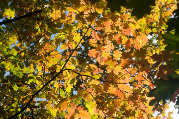 orange  maple leaves on branch