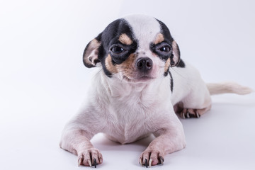 Chihuahua puppy dog