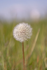 Sonnenblume alleine im Feld