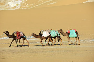 Camels in Sahara desert. Egypt